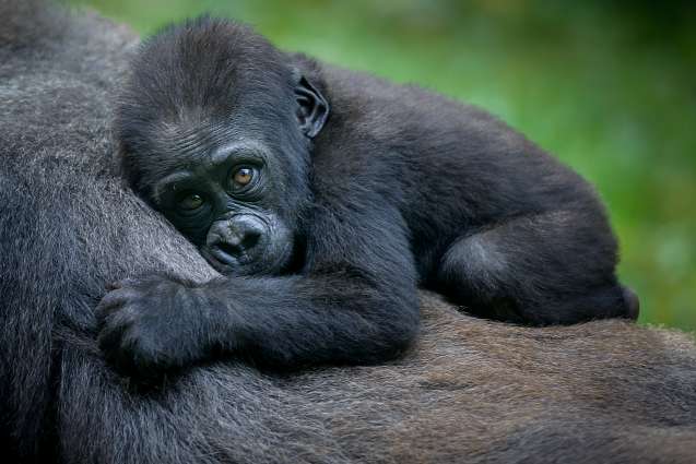 Baby gorilla, Rwanda