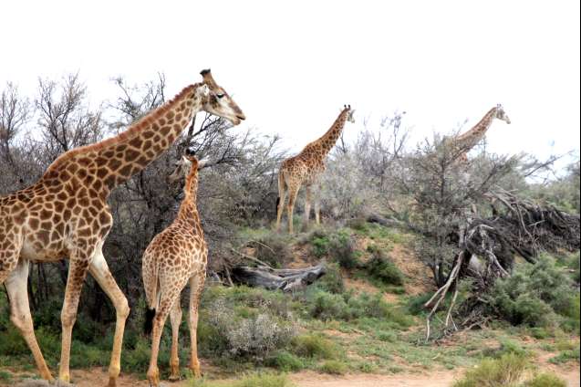 A tower of giraffes at inverdoorn