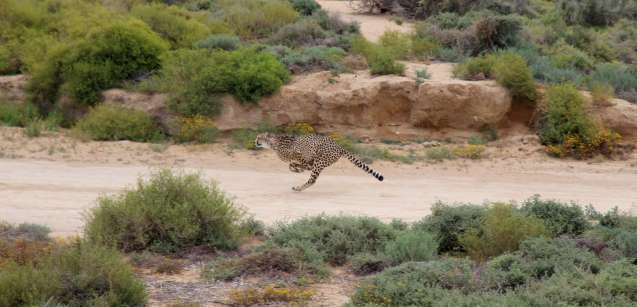 Cheetah run at inverdoorn safari near cape town