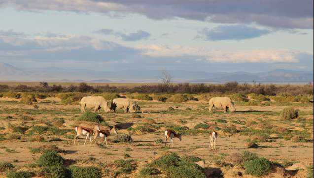 Crash of rhino at inverdoorn