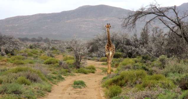 Giraffe on safari in inverdoorn