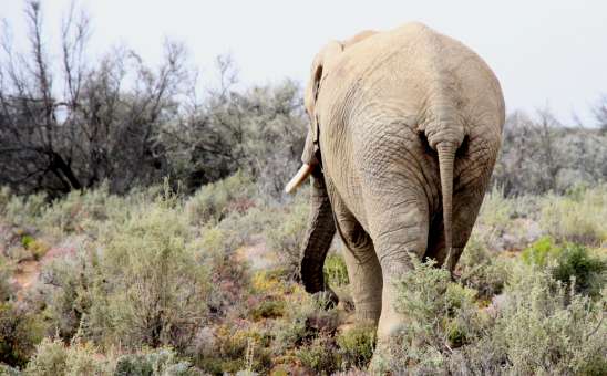 Whats an Inverdoorn Game Reserve Safari from Cape Town like?