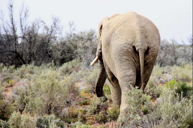 Inverdoorn big 5 safari near cape town