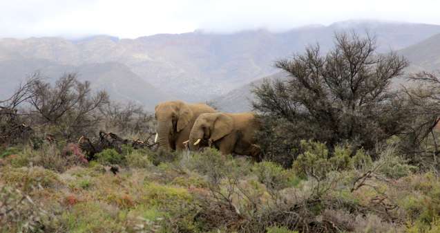 Inverdoorn elephants on safari