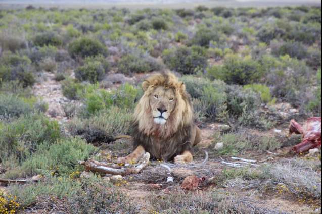 Lion at inverdoorn safari near cape town