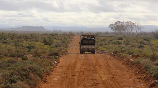 Morning game drive at inverdoorn safari near cape town (2)