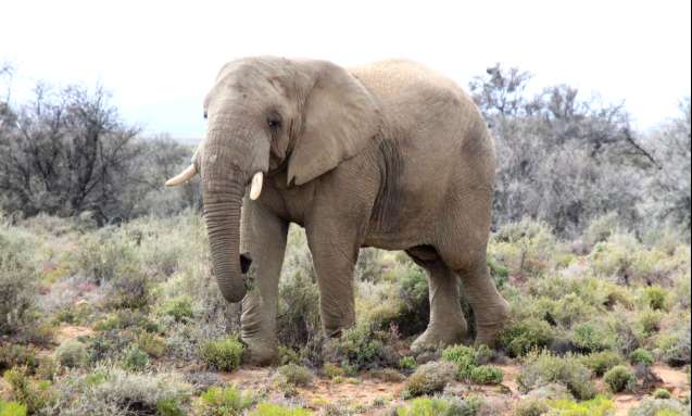 Morning game drive at inverdoorn safari near cape town