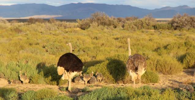 Ostrich and babies at inverdoorn safari near cape town