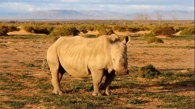 Rhino in the setting sun at inverdoorn safari near cape town