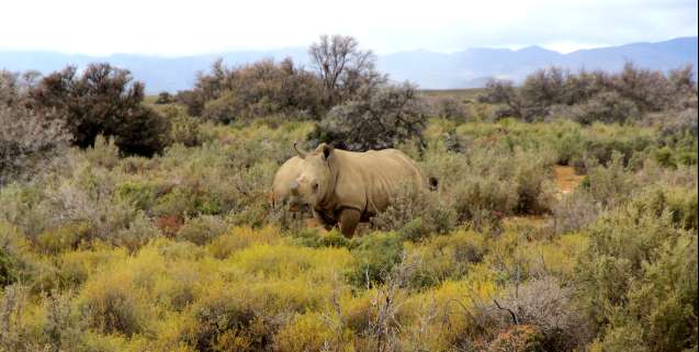 Seeing rhino on safari at inverdoorn safari near cape town