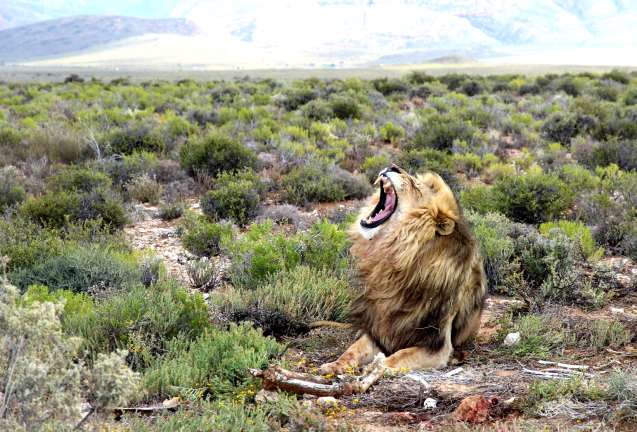 Yawning lion at inverdoorn safari near cape town