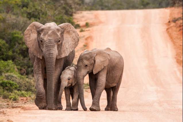 Addo elephants, African Safari Tours