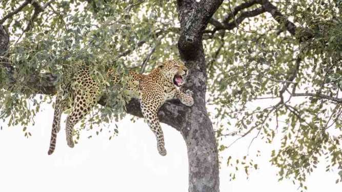 Leopard in Kruger National Park, South Africa