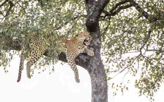 Leopard in Kruger National Park, South Africa