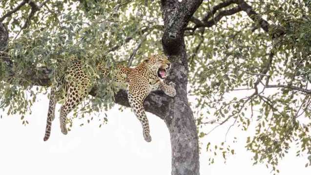 Leopard in Kruger National Park, South Africa