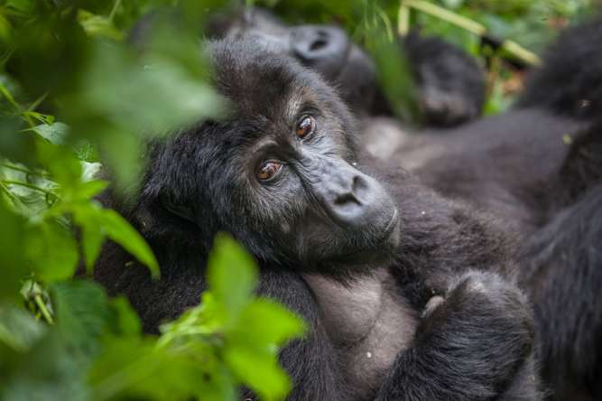 Gorilla in rwanda