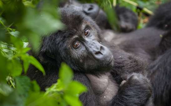 African Safaris to Must-Visit UNESCO World Heritage Sites