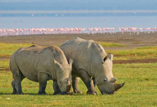 Lake nakuru, kenya unesco world heritage site