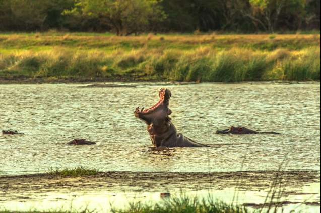 Hippo at St Lucia