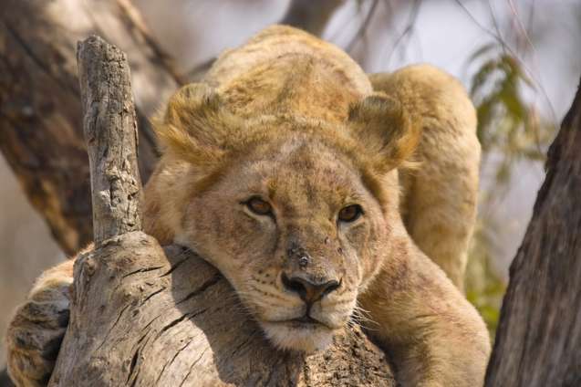 Kruger Big 5