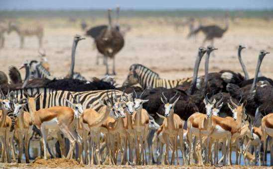 Affordable 7 Day African Safari Tours: USD 1200 to 1800