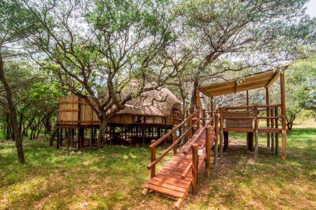 Treehouse camp safari