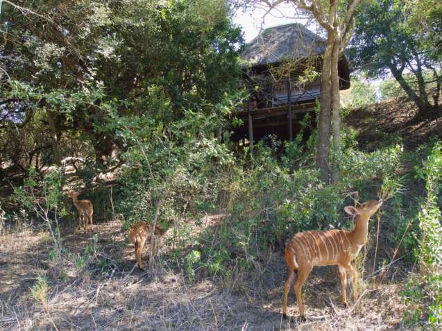 Greater Kruger Treehouse in Motlala