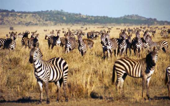 African Safari News & Travel Updates: November 2024