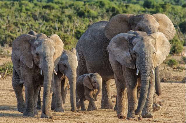 When to Go on Safari, Addo elephants