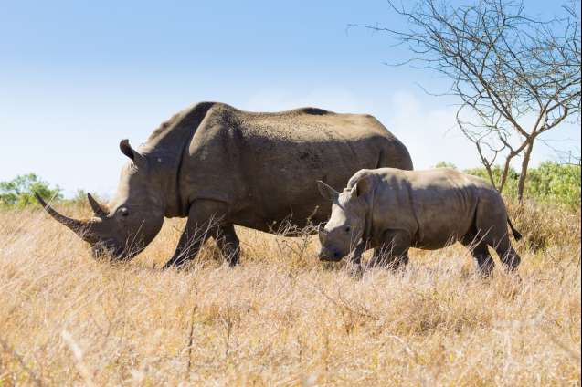 Hluhluwe safari rhinos
