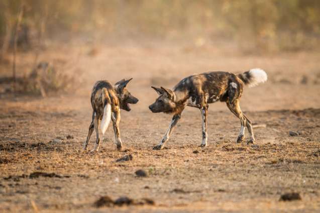 Kruger wild dogs