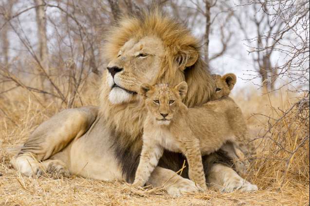 Lion and cubs, When to Go on Safari in South Africa