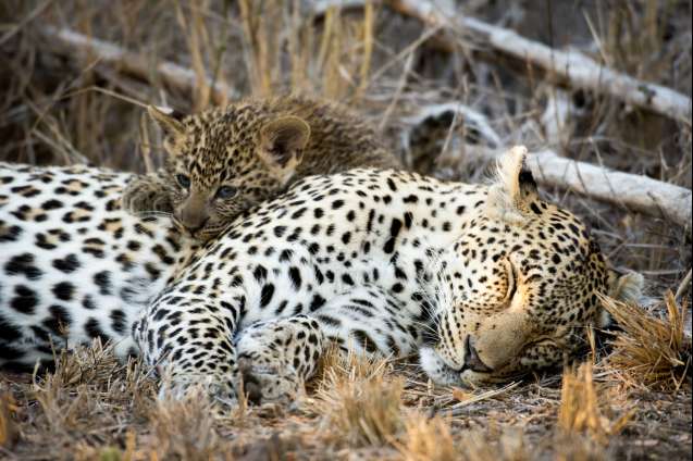 Sabi Sands leopards
