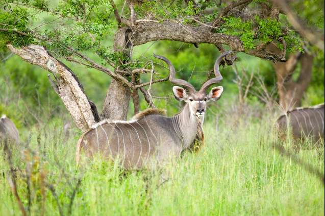 South Africa safari