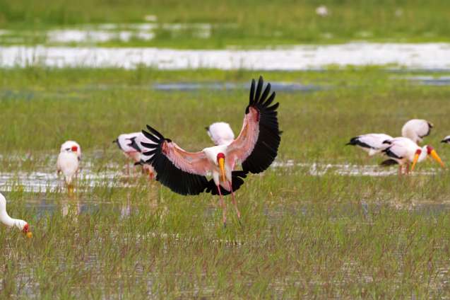 Bird life in kruger, best time to visit kruger