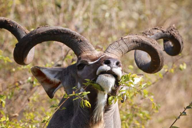 Kruger kudu, best time to visit kruger