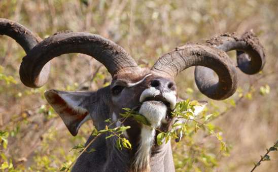 When is The Best Time to Go to Kruger National Park?