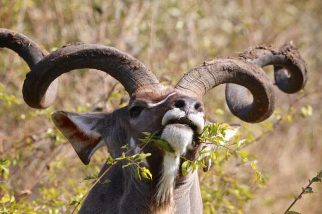 Kruger kudu, best time to visit kruger