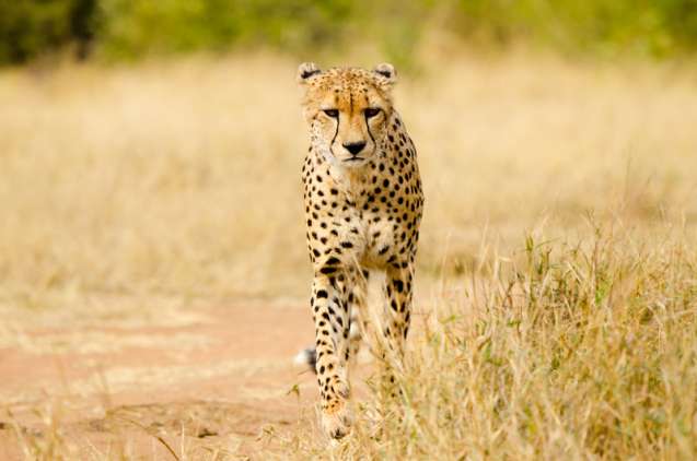 The best time to visit kruger, cheetah in kruger