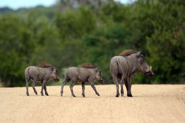 Warthogs crossing the road, best time to visit kruger