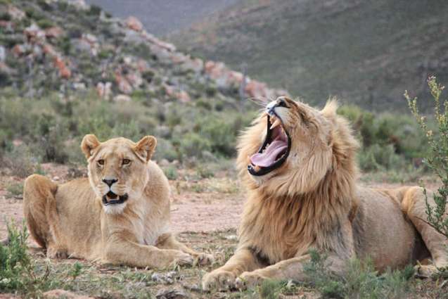 Aquila Big 5 Safari near Cape Town