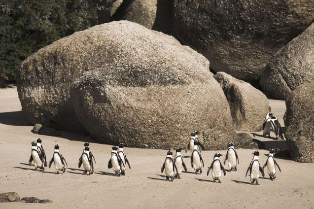 African Penguins in Capoe Town