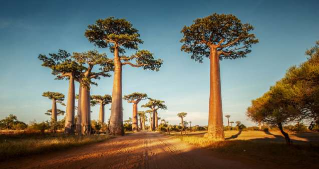Baobab alley western Madagascar