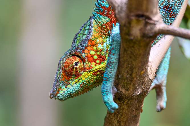 Chameleon furcifer pardalis, madagascar