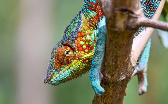 Chameleon furcifer pardalis, madagascar