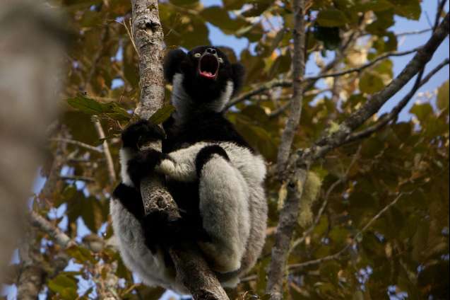 Indri indri, andasibe, Eastern Madagascar