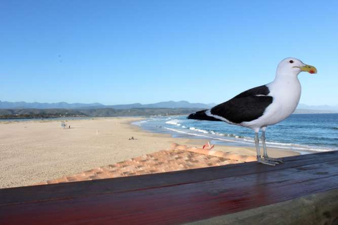 Plettenberg bay best South African beaches