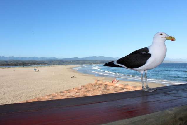 Plettenberg bay best South African beaches