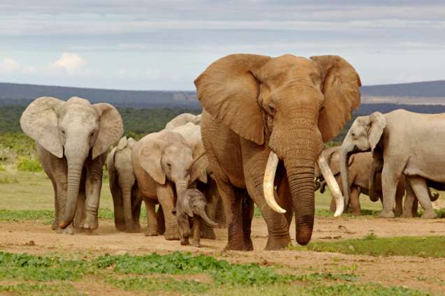 Addo elephant national park at the end of the garden route