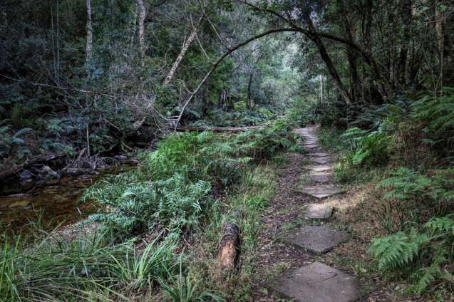 Knysna forest on the garden route